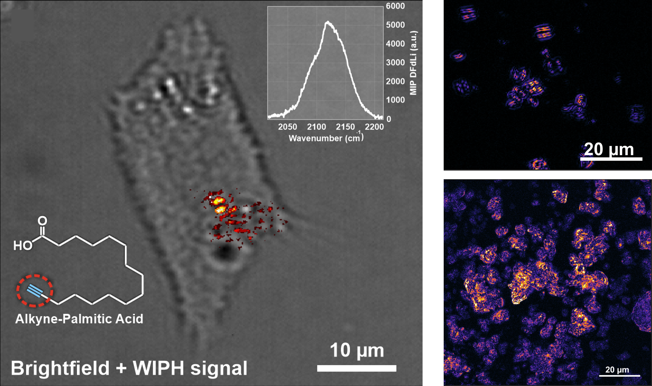 Alkyne-tagged fatty acids in living 3T3 cell. D2O in microalgae. DPA powder.