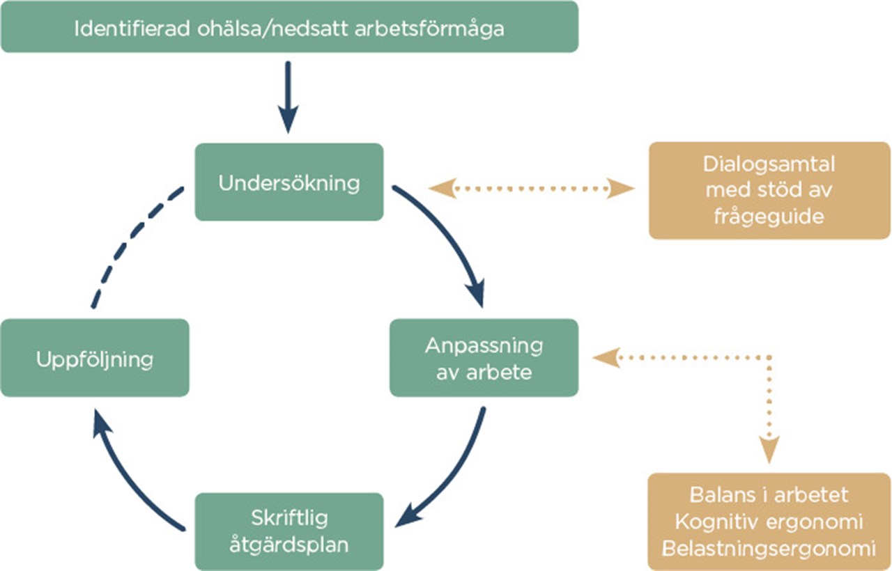 Cirkel med pilar från undersökning, anpassning av arbete, skriftlig åtgärdsplan och uppföljning