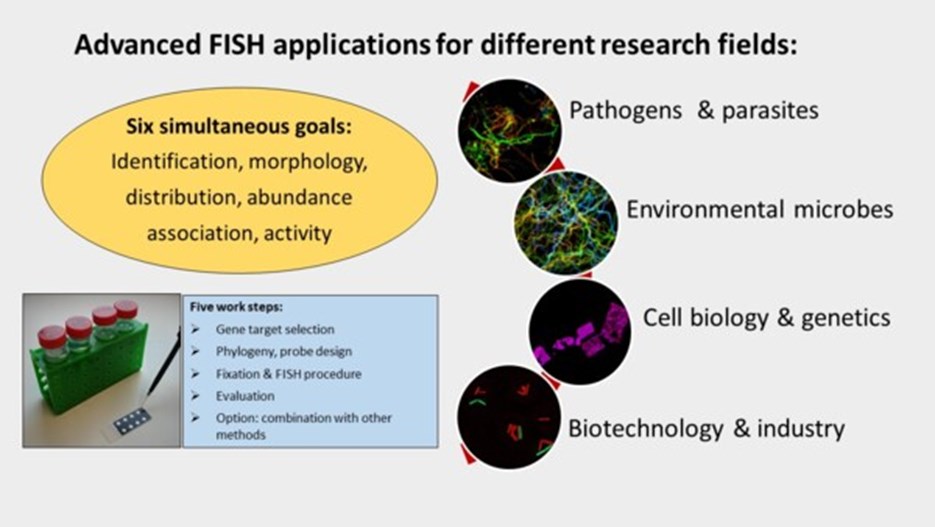 Illustration of advanced FISH applications for different research fields