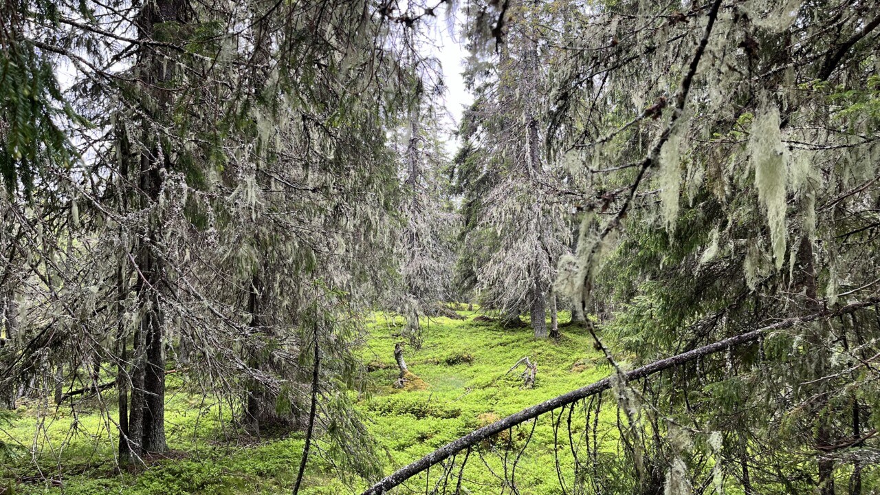 Bild på äldre skog i norra Sverige