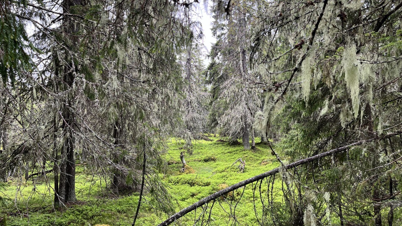 Bild på äldre skog i norra Sverige
