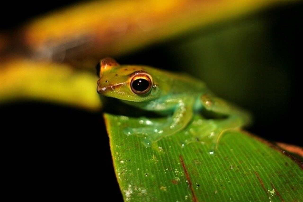 Bild på en groda Rhacophorus dulitensis