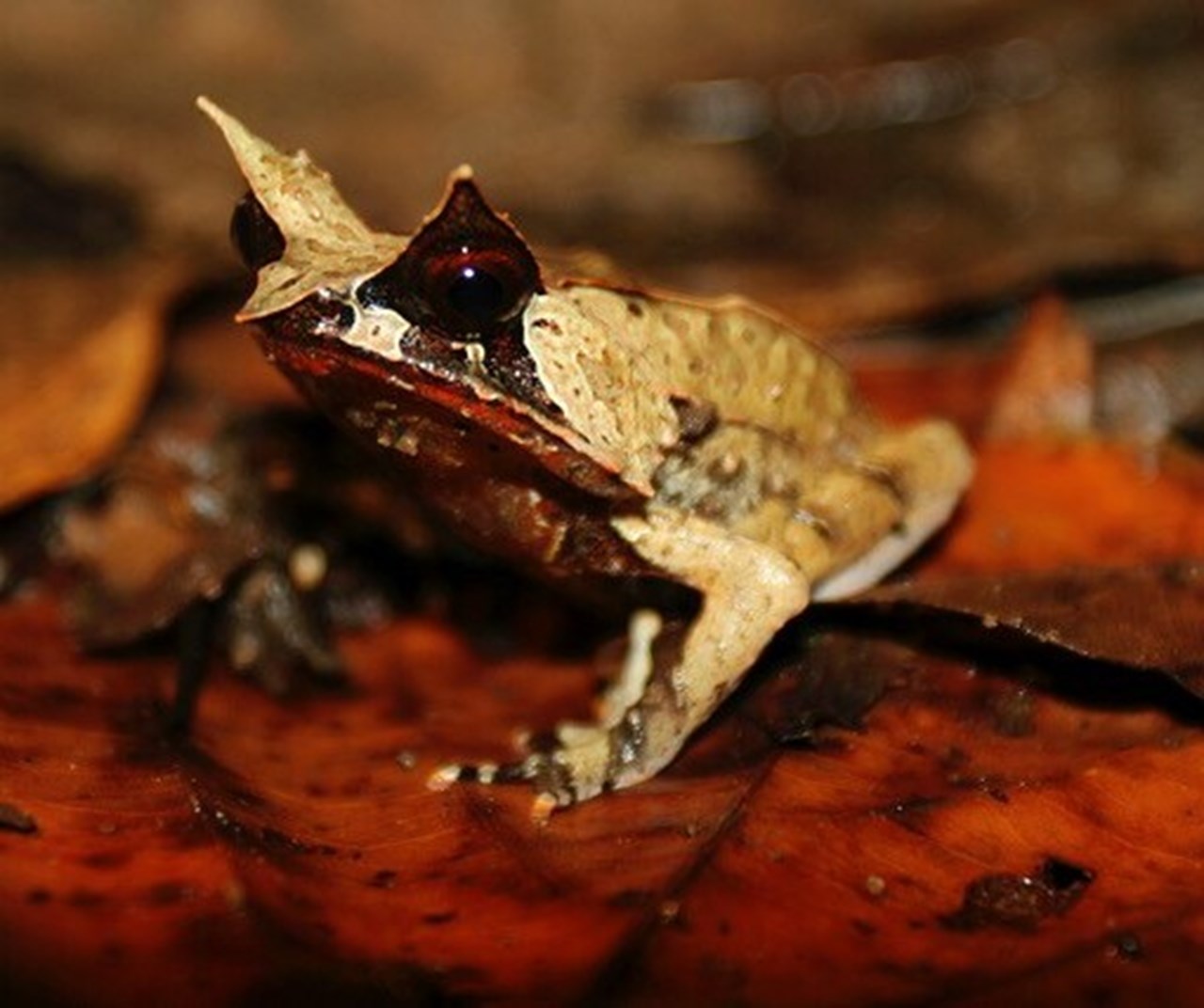 Bild på en Bornean Horned Frog