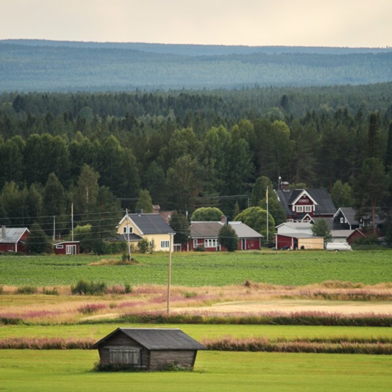 Meadows with houses in the background