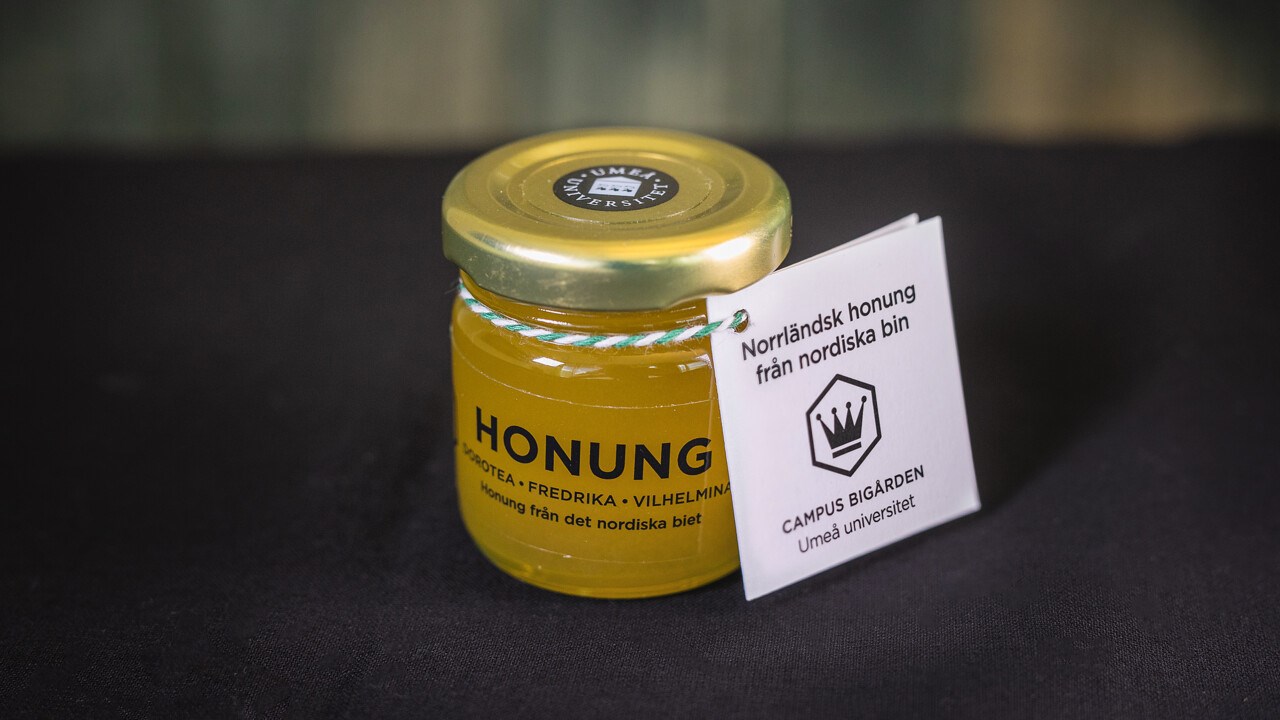 Norrländsk honung från nordiska bin campus bigården