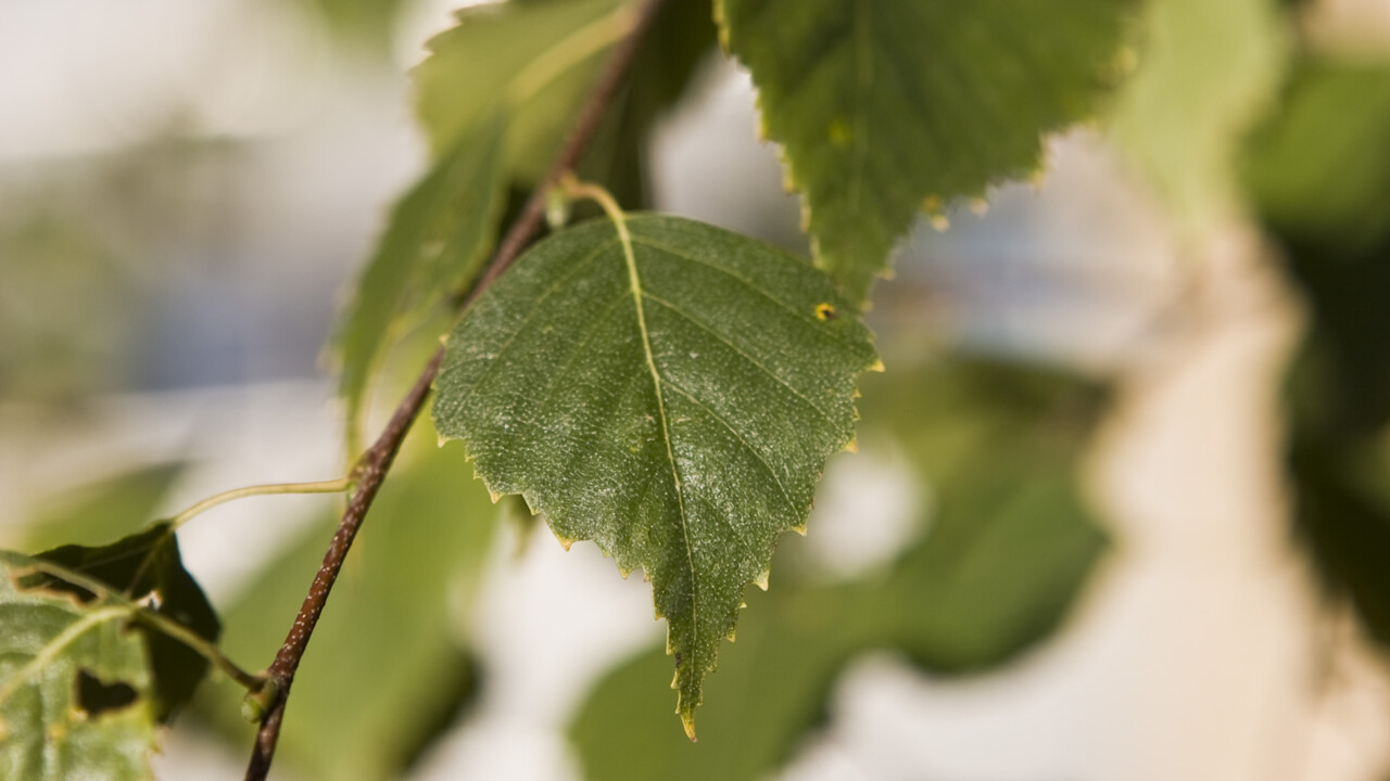 Björklöv som råmaterial för tillverkning av organiska halvledare