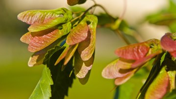 Maple with seed capsules