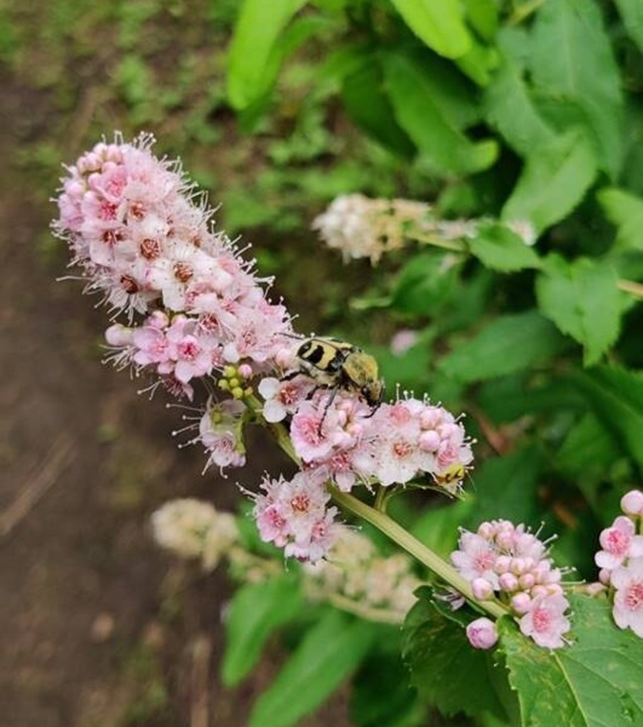 Humlebagge på häckspirea