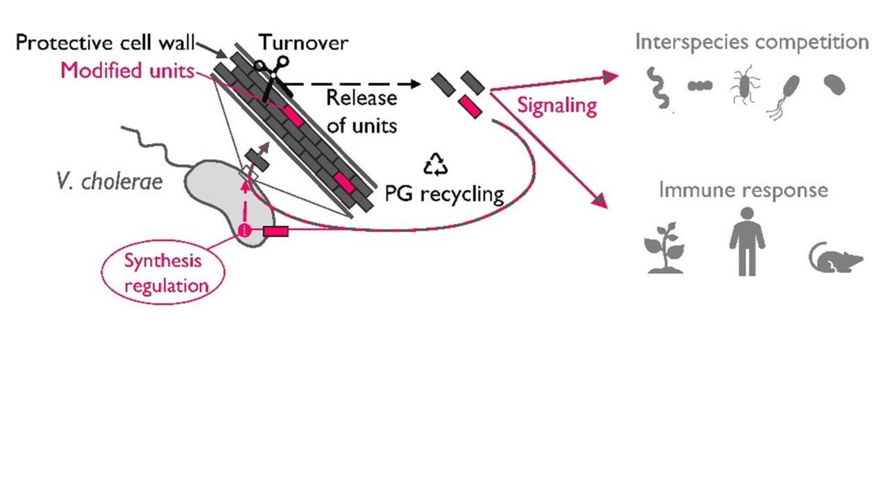 Schematisk bild av peptoglykanåtervinningens roll i cellväggen