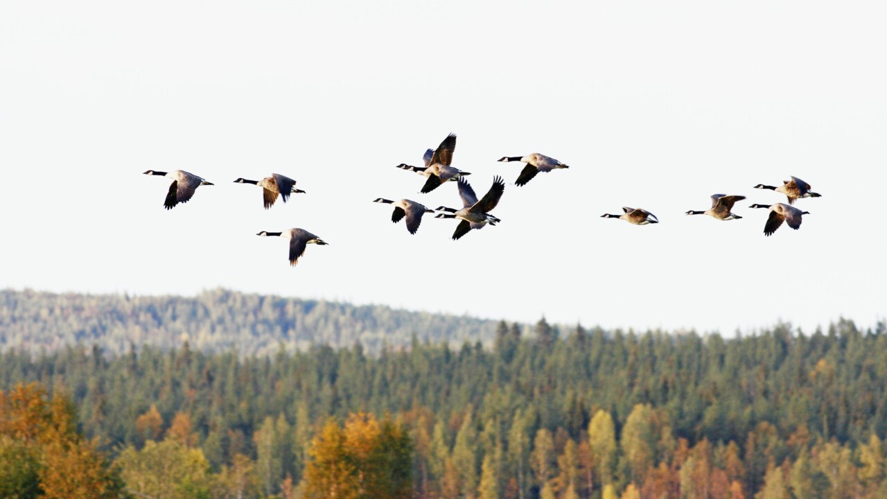 Kanadagäss som flyttar söderut under hösten.