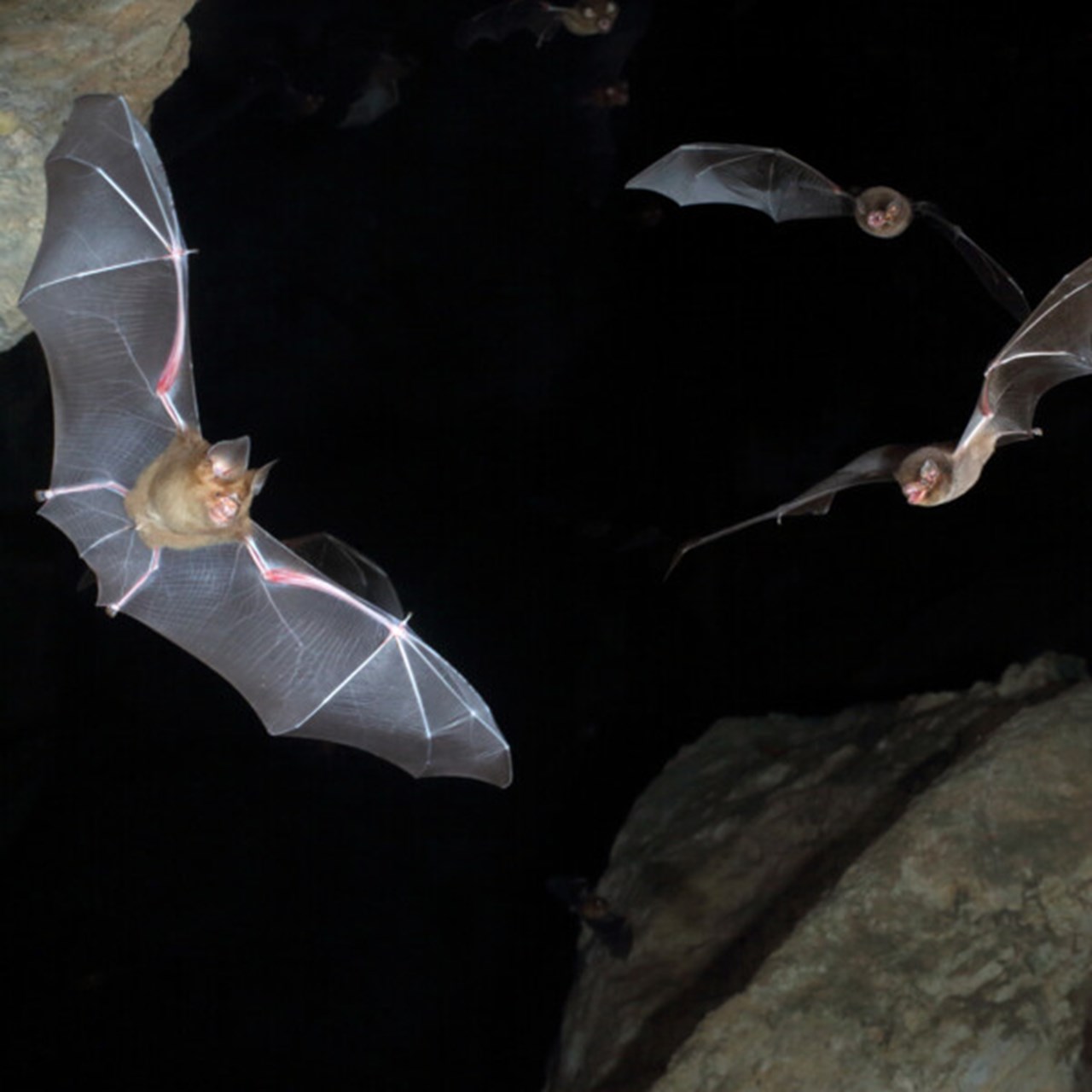 Flygande fladdermöss i grotta