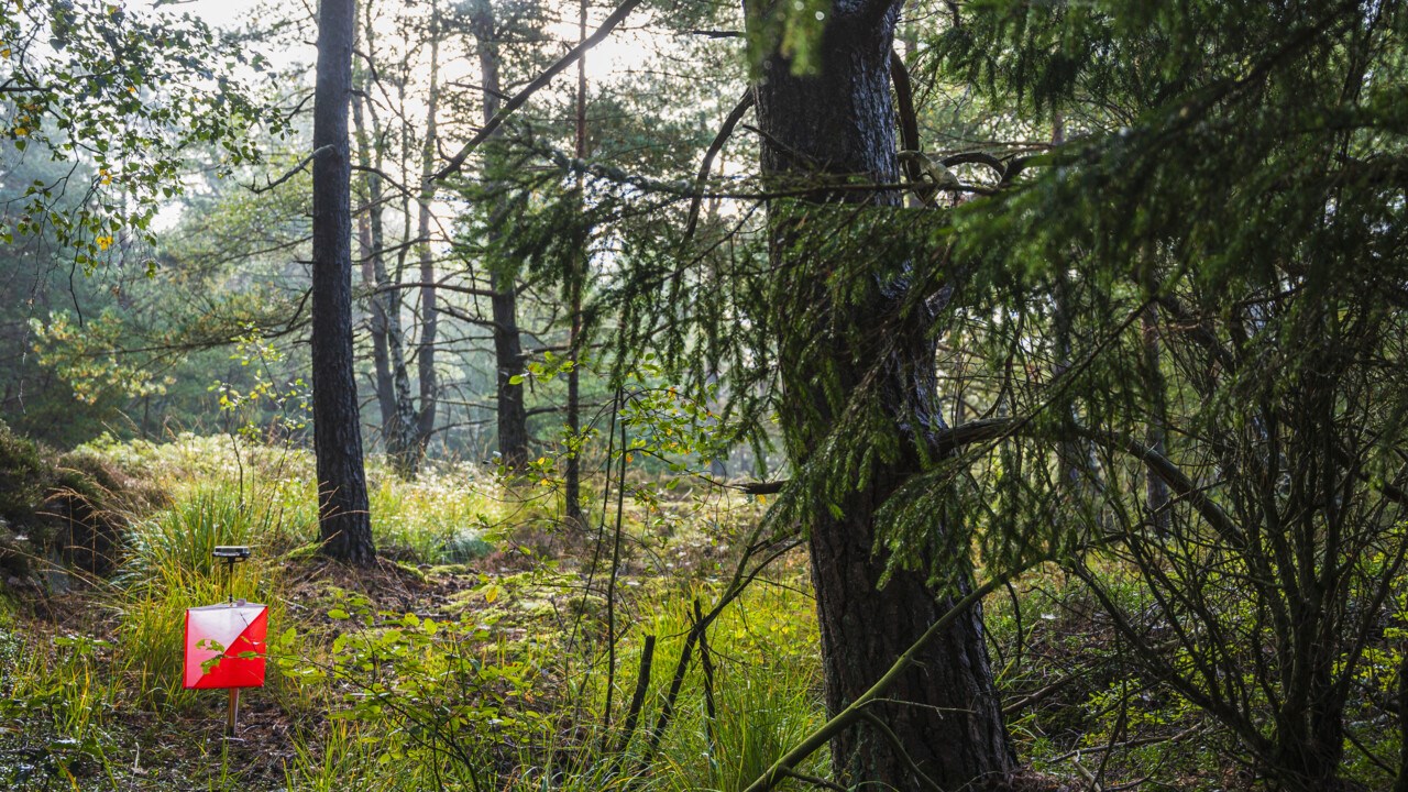 Orienteringskontroll i skogen.