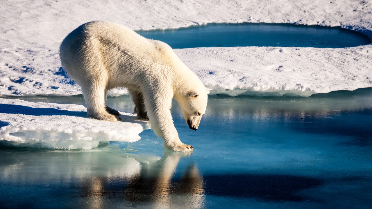 Isbjörn på smältande is.