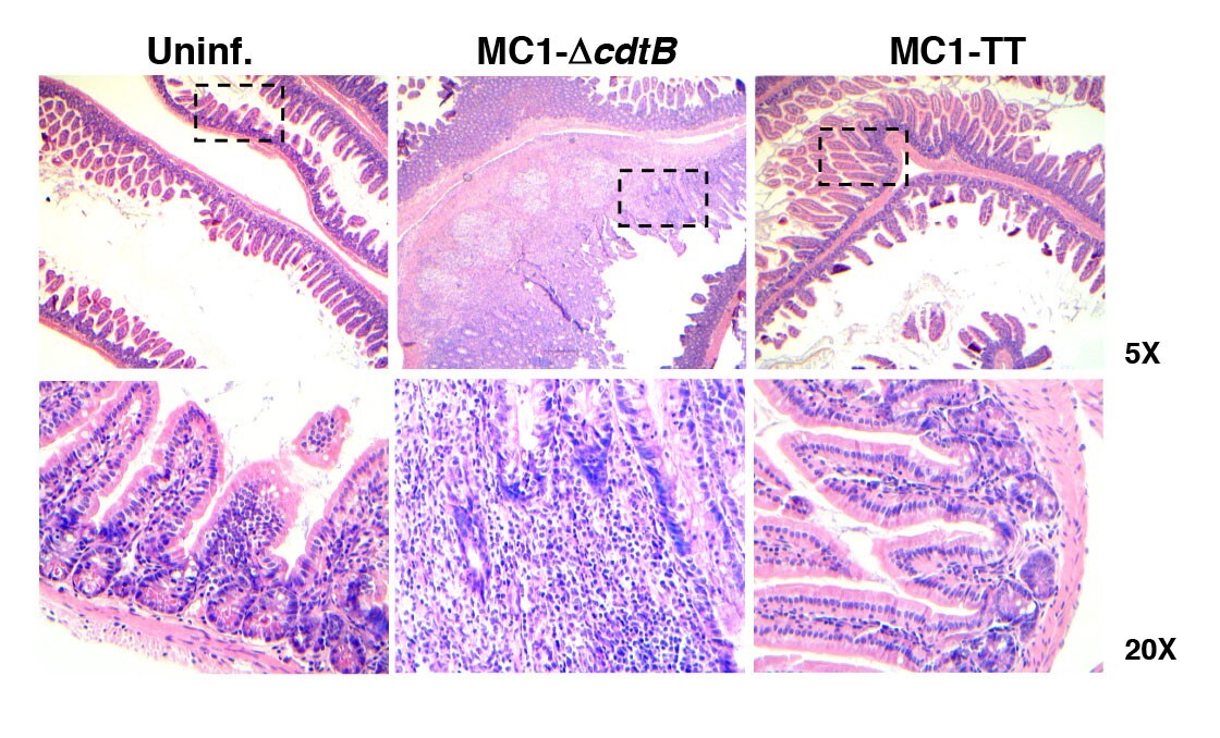 Microscopic image of haematoxylin and eosin staining of the intestine of uninfected mice or mice infected for 10 days