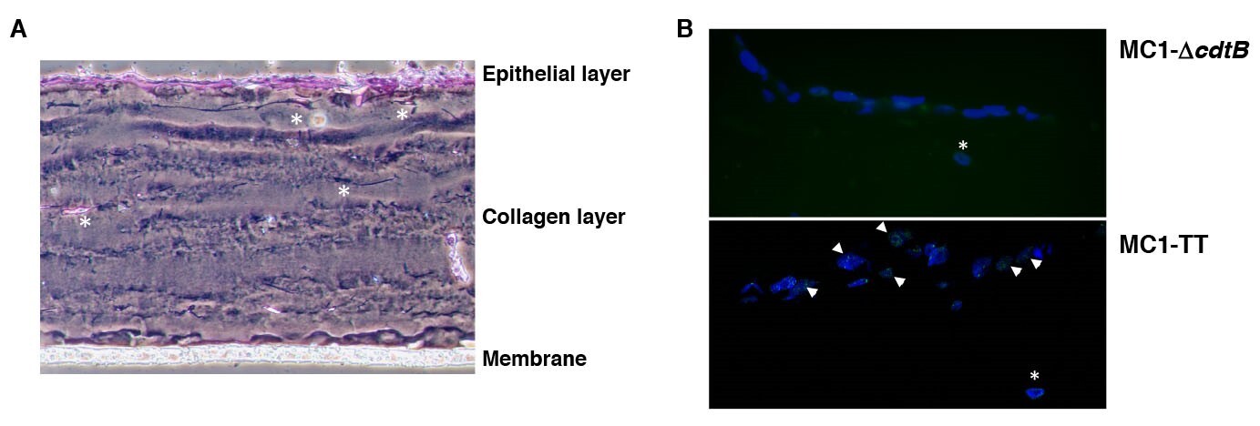 Microscopic images of Organotypic 3D models and phase contrast micrograph of colonic epithelial cells.