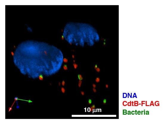 Image of DNA, CdtB-FLAG and Bacteria taken by Riccardo Guidi