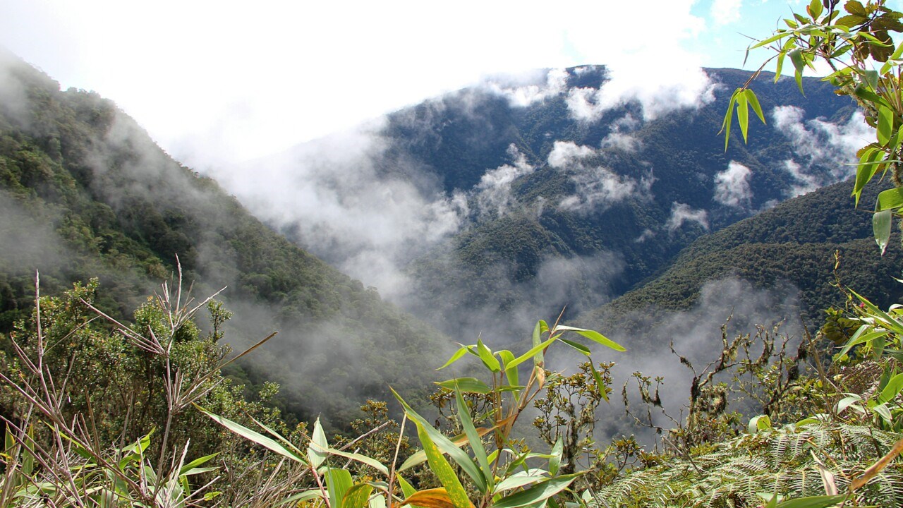 Berg med låga moln och vegetation i förgrunden.