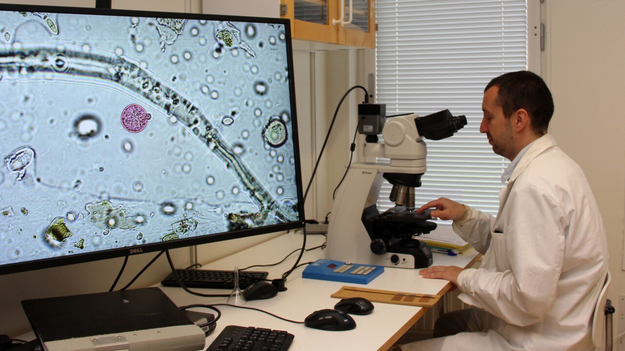 Foto på en man som sitter och tittar i ett mikroskop . En stor skärm visar microskopbilden som består av ett rosa rund form bland andra gråare former