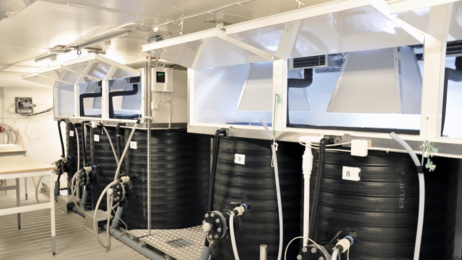 Fem svartklädda mesokomrör i ett laboratorium