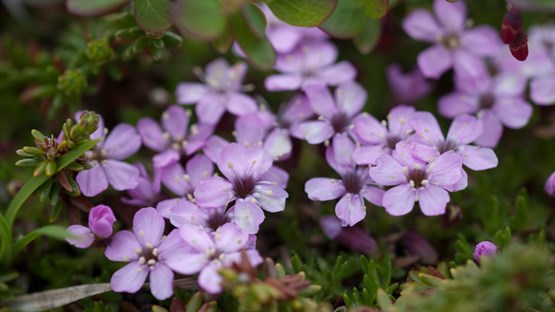 Close up of the flower moss campion