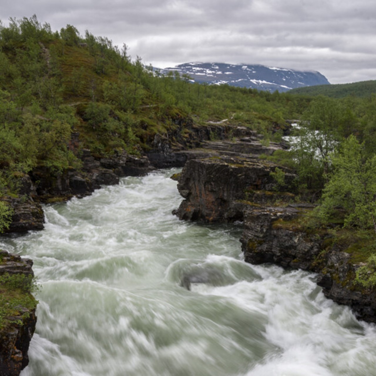 Fors i fjällbäck.