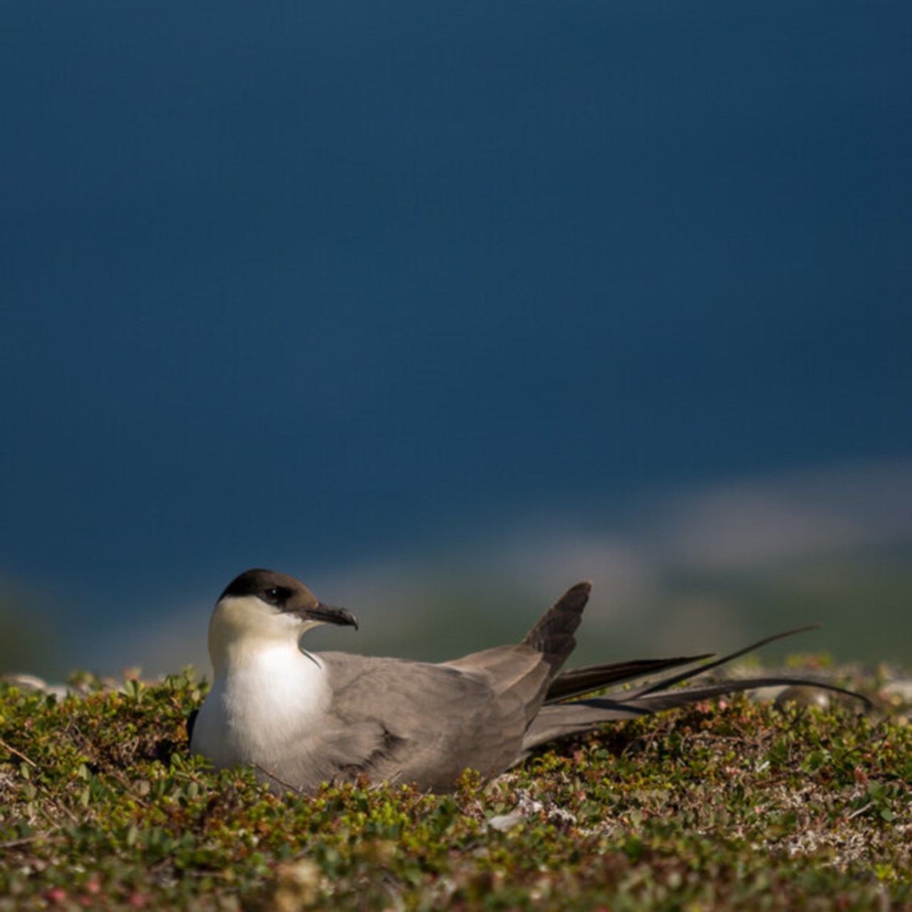 Närbild på fågeln kustlabb som ligger och ruvar.