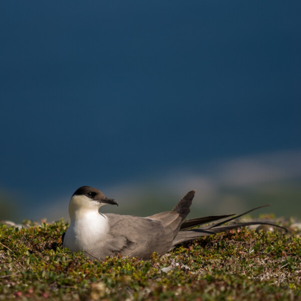 Närbild på fågeln kustlabb som ligger och ruvar.