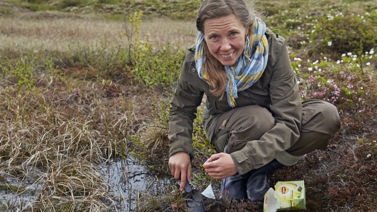 Judith Sarneel is burying teabags in a research project to measure the level of decomposition after three months. 