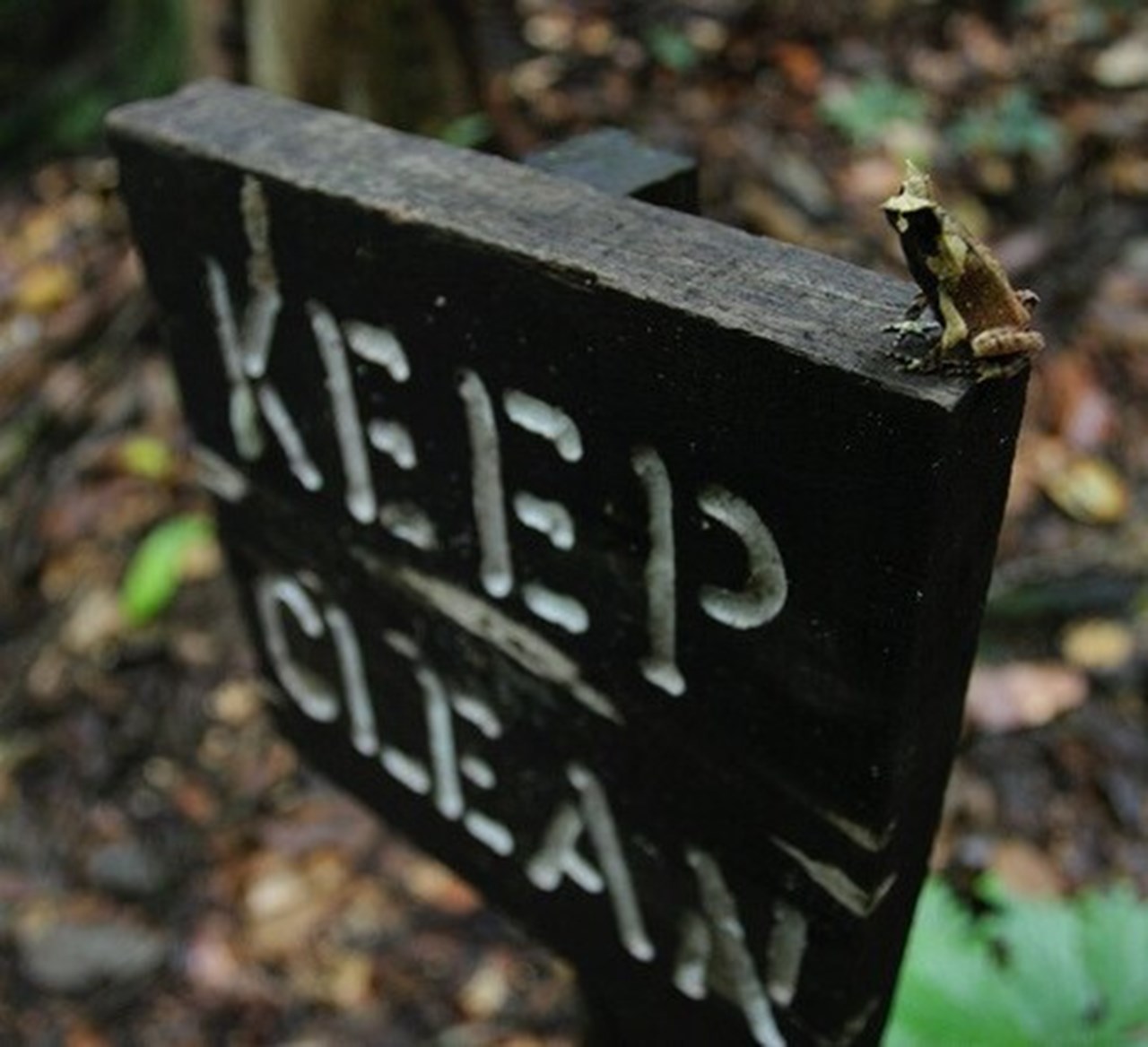 Bild på en groda som sitter på en skylt som det står Keep clean på.