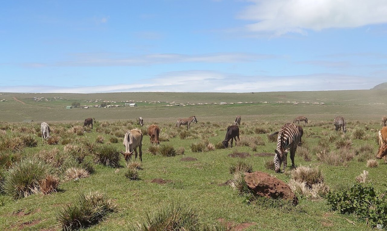 Cattle and zebras in the Ngorongoro Conservation Area, Tanzania.