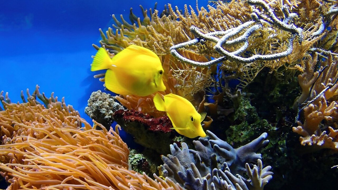 Korallrev med fiskar