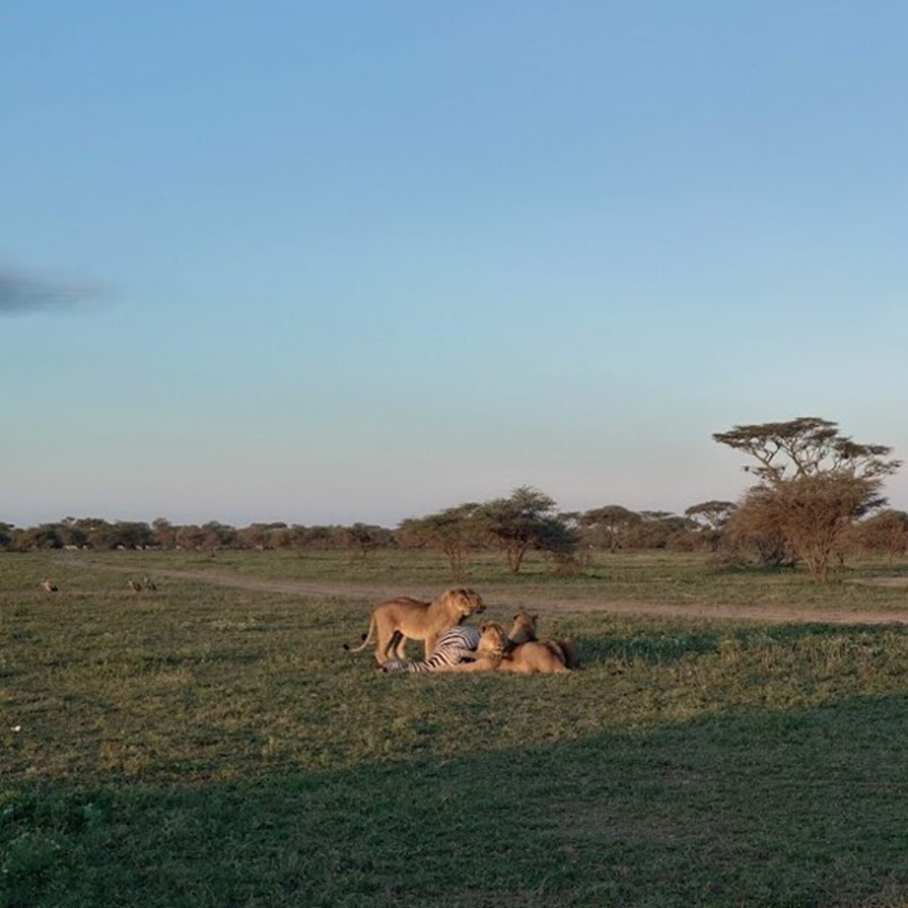 A lion has caught a zebra in Tanzania. 