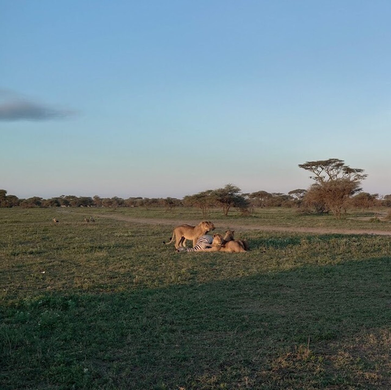 Lejon och zebra i Tanzania.