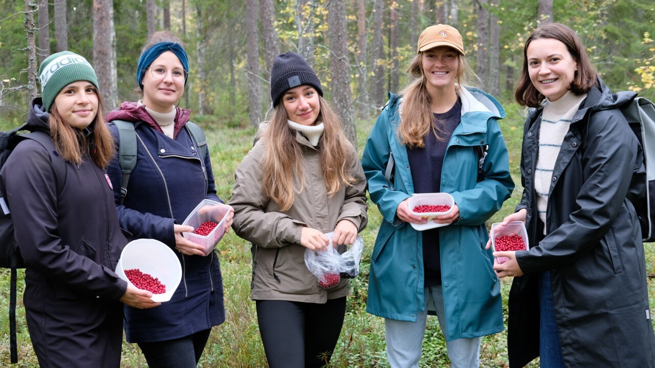 One of the buddy groups out picking lingonberries