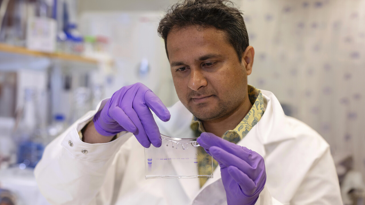 Indaga sulla patogenicità del batterio Yersinia pseudotuberculosis