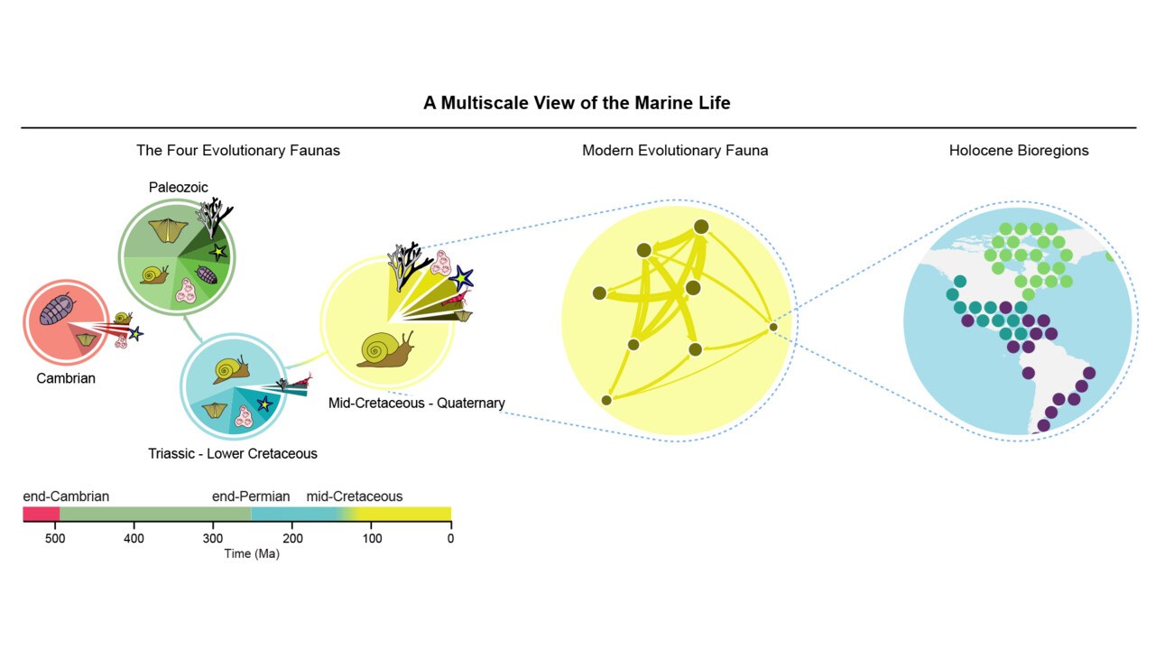 Bild på marin faunas utveckling genom årmiljonerna