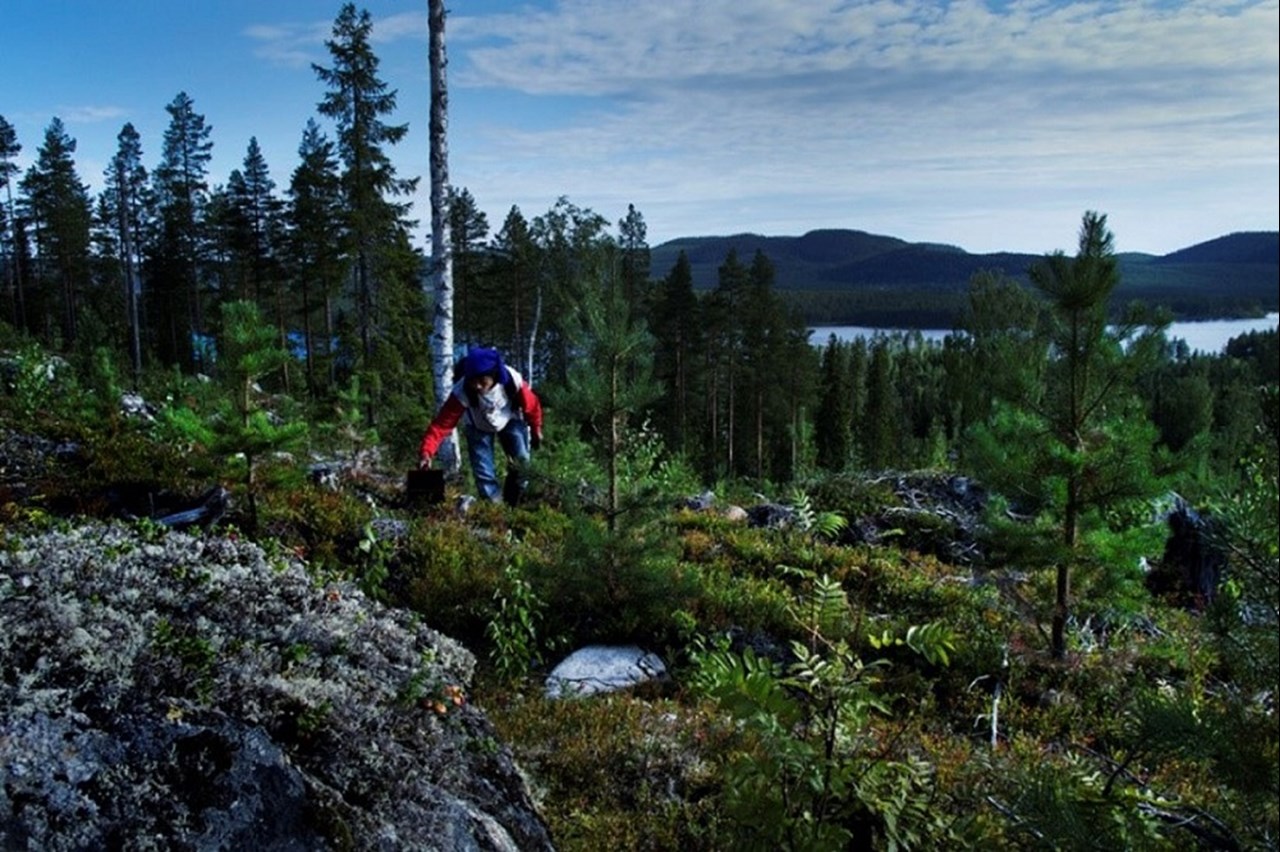 människa plockar bär i skogen