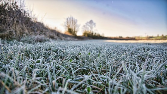 Frost on lawn