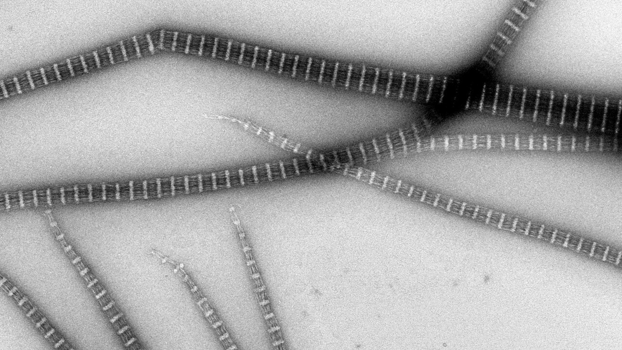 streptomyces-proteinfilament