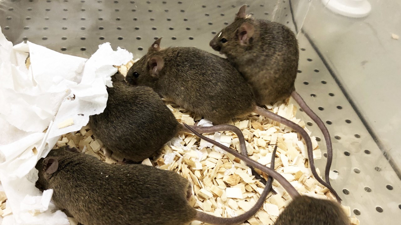 Photo show five brown mice in a cage