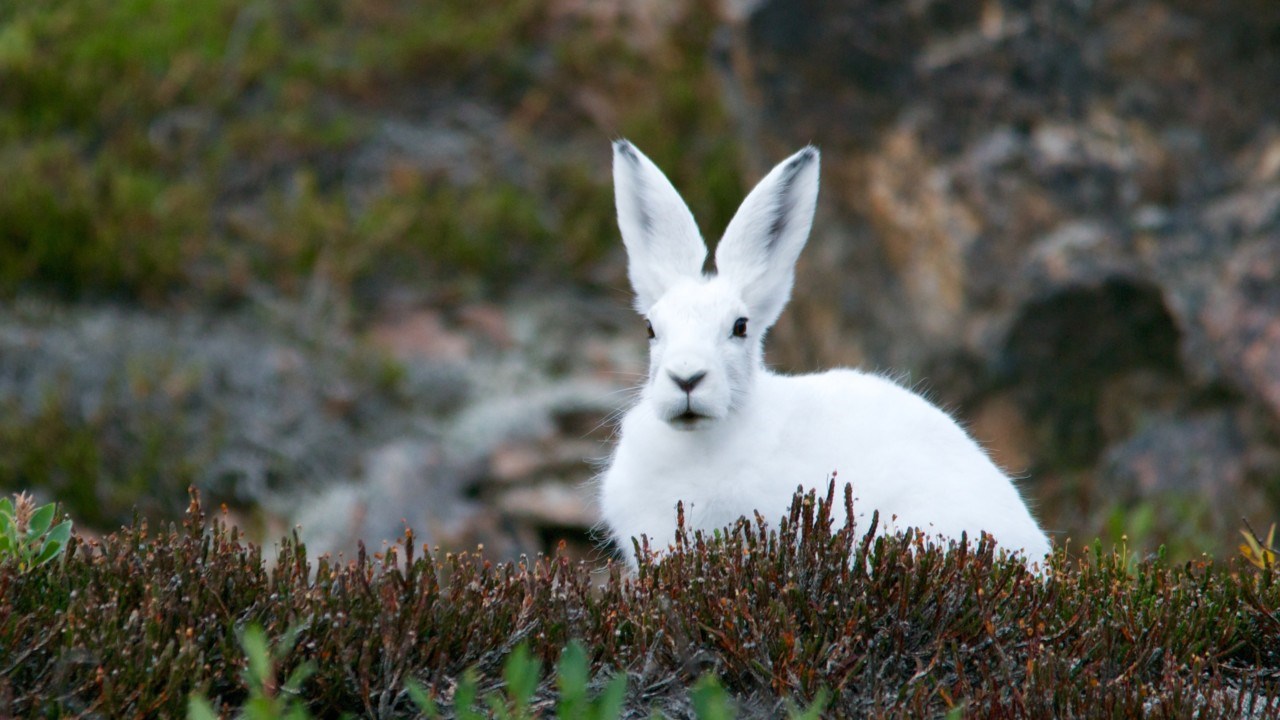 Hare med vit vinterpäls sitter i naturen.