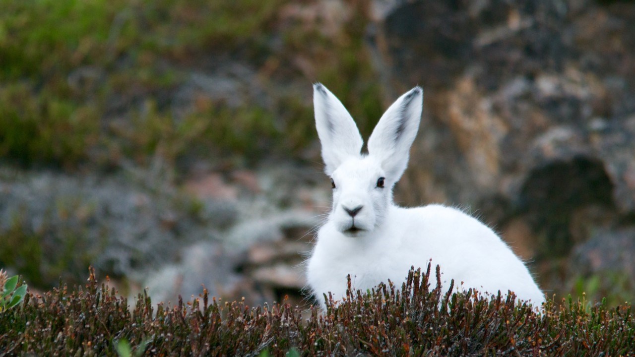 Hare med vit vinterpäls sitter i naturen.