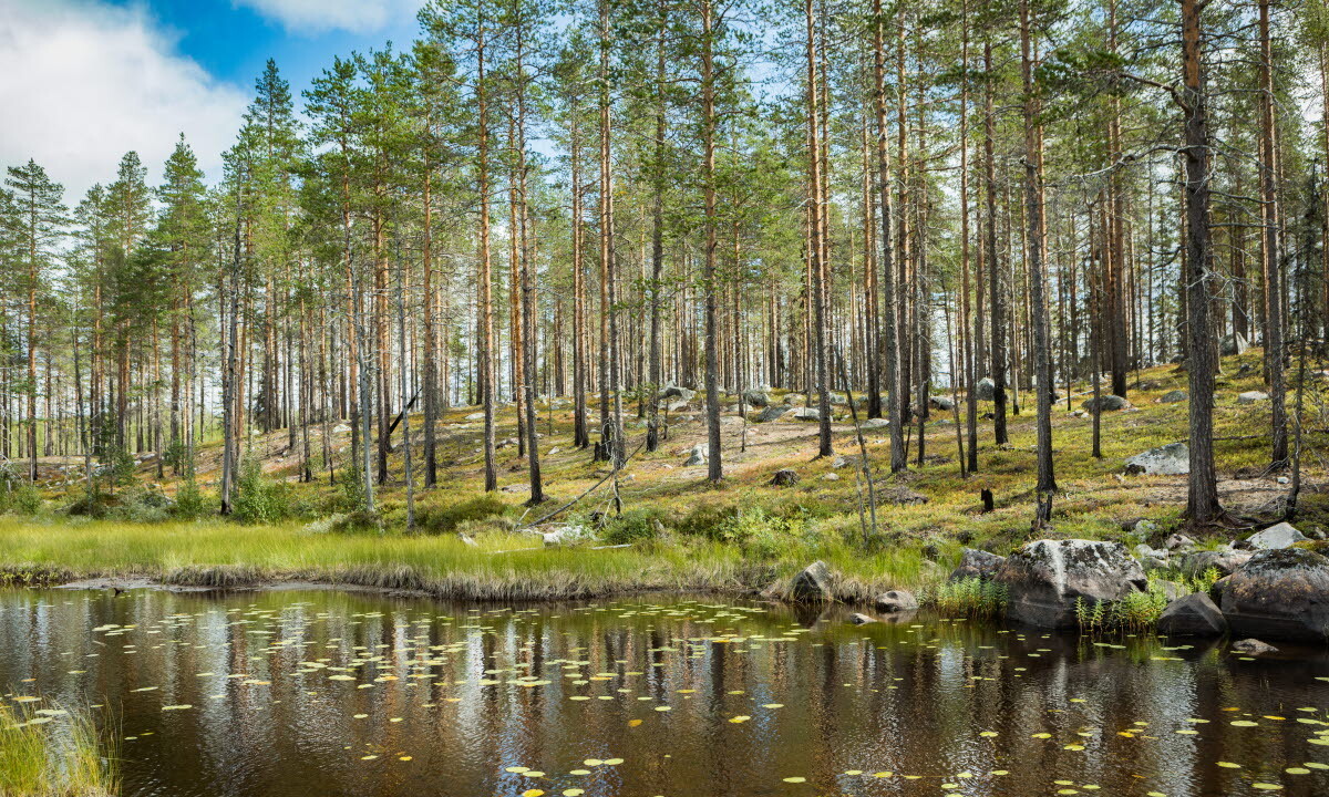 Bild på naturvårdsbränd tallskog