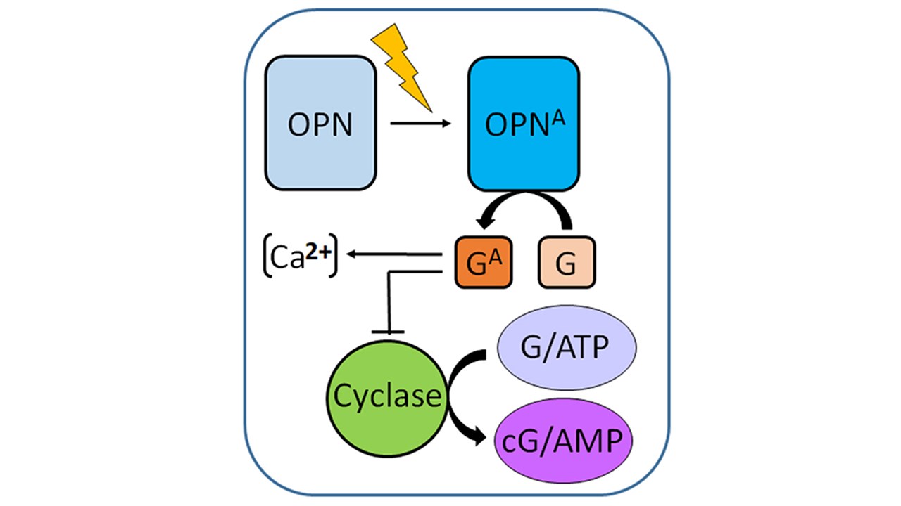 Schematic representation of activated OPN (OPNA) signaling