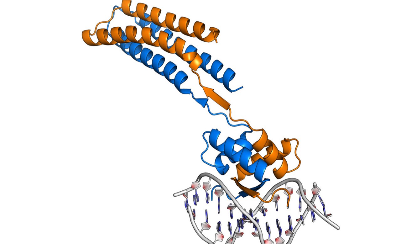 protein, strukturbiologi
