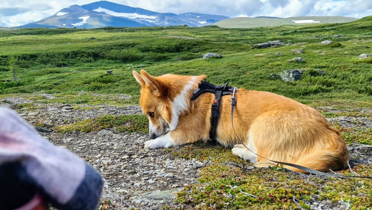 Hunden Peanut framför Helagsmassivet