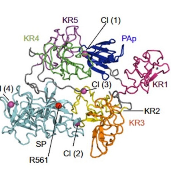 Schematisk bild av strukturen hos plasminogen