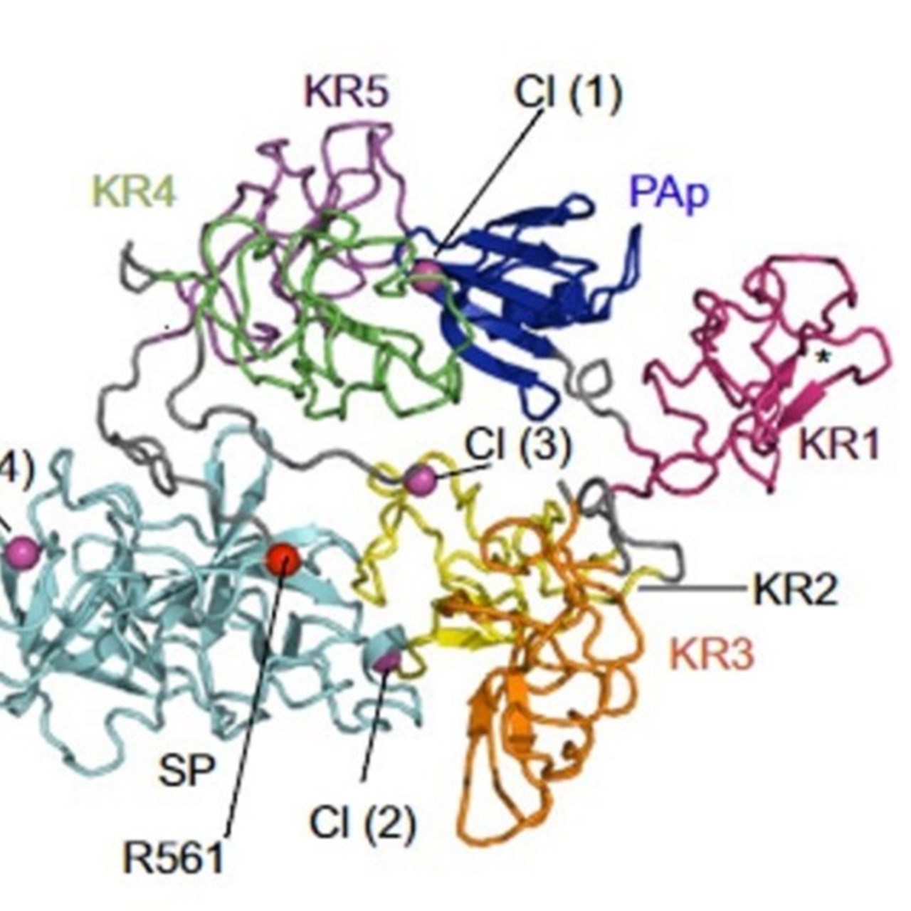 Schematisk bild av strukturen hos plasminogen