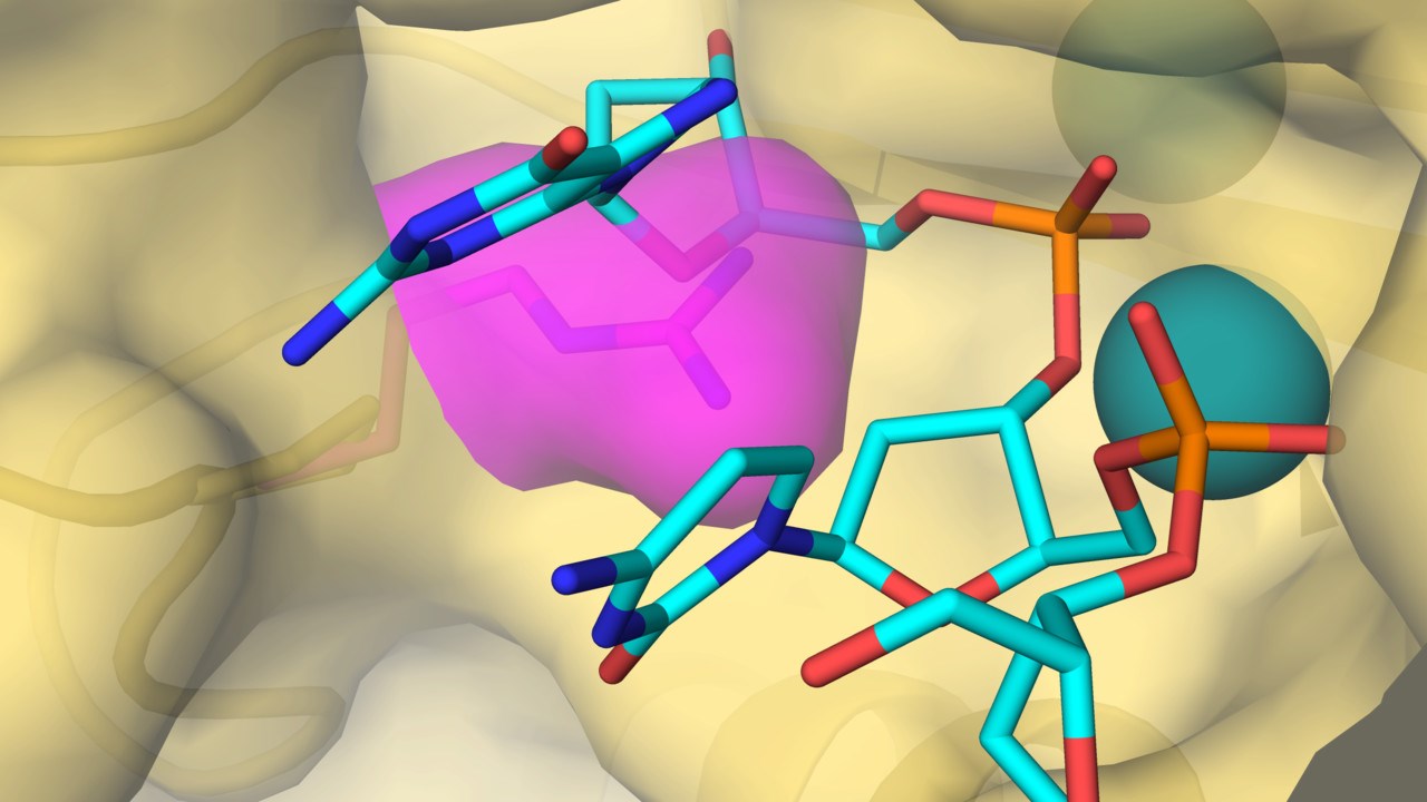 DNA polymeras epsilon