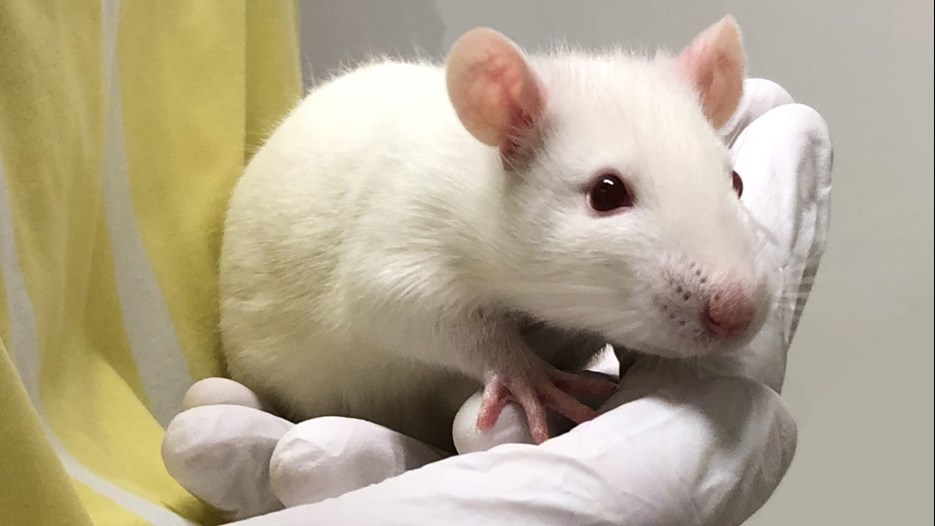 Fotot visar en vit råtta som sitter i en handflata.